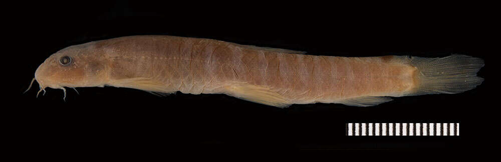 Image of Stone loach