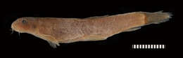 Image of Stone loach