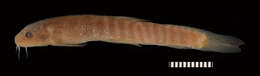 Image of Stone loach