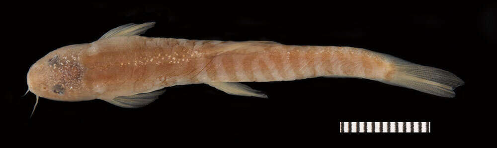 Image of Stone loach