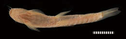 Image of Stone loach