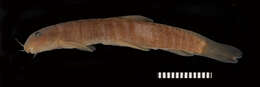 Image of Stone loach