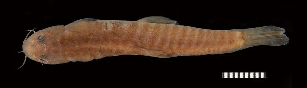 Image of Stone loach