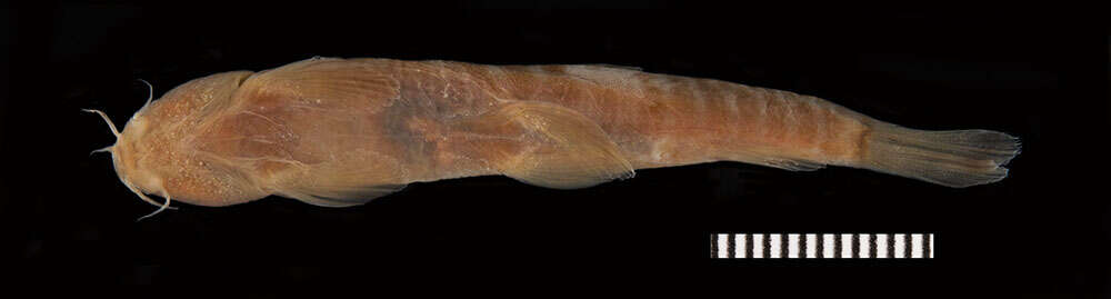 Image of Stone loach