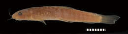 Image of Stone loach