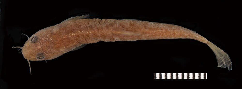 Image of Stone loach