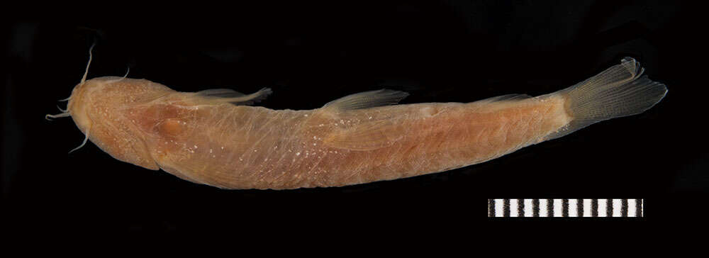 Image of Stone loach