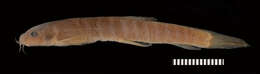 Image of Stone loach