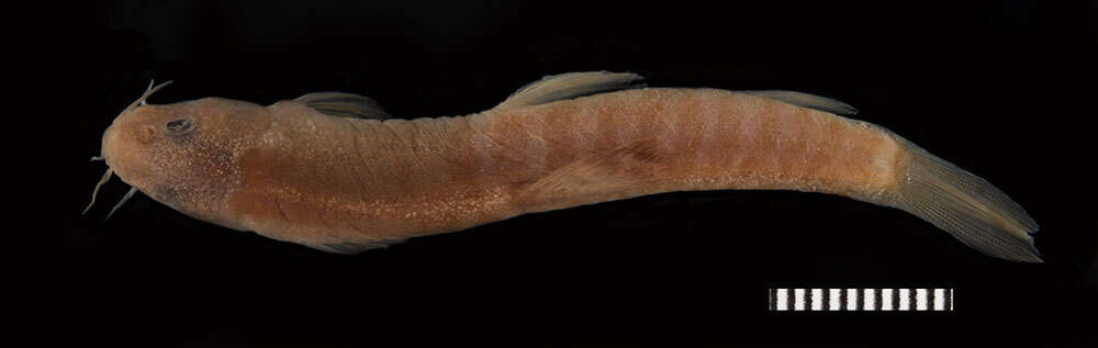 Image of Stone loach