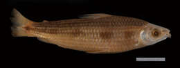 Imagem de Schizodon vittatus (Valenciennes 1850)