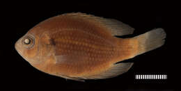 Image of Bluespotted Sunfish