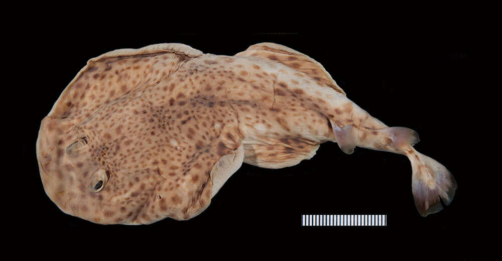 Image of Variegated Electric Ray