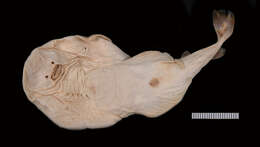 Image of Variegated Electric Ray