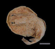 Image of Variegated Electric Ray