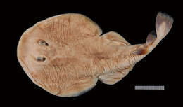 Image of Variegated Electric Ray