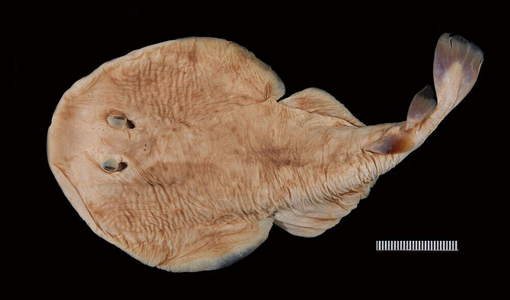 Image of Variegated Electric Ray