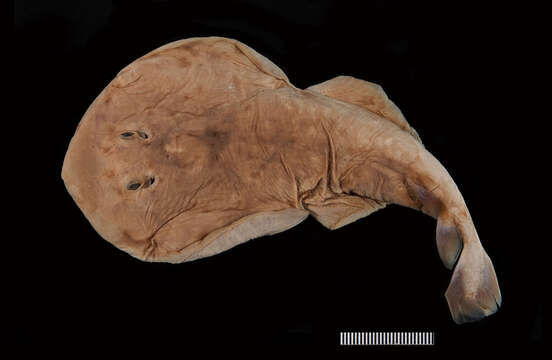 Image of Variegated Electric Ray