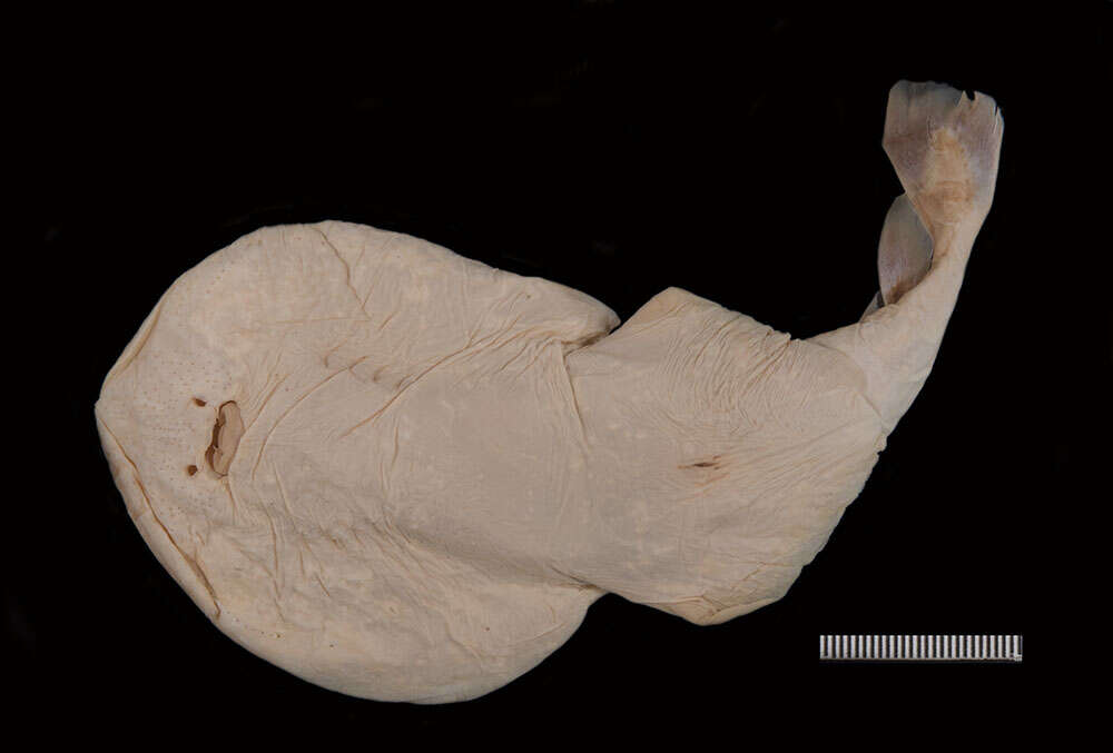 Image of Variegated Electric Ray