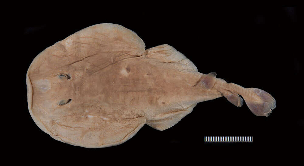 Image of Variegated Electric Ray