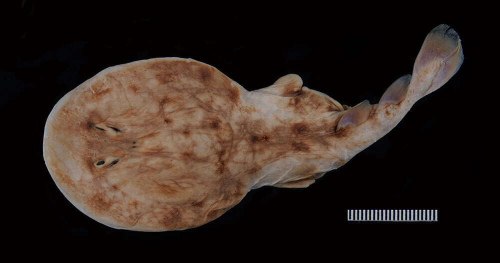 Image of Variegated Electric Ray