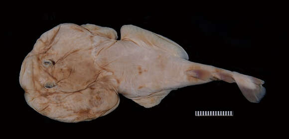 Image of Variegated Electric Ray