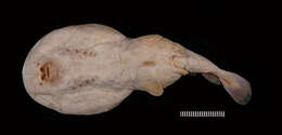 Image of Variegated Electric Ray