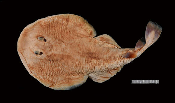 Image of Variegated Electric Ray