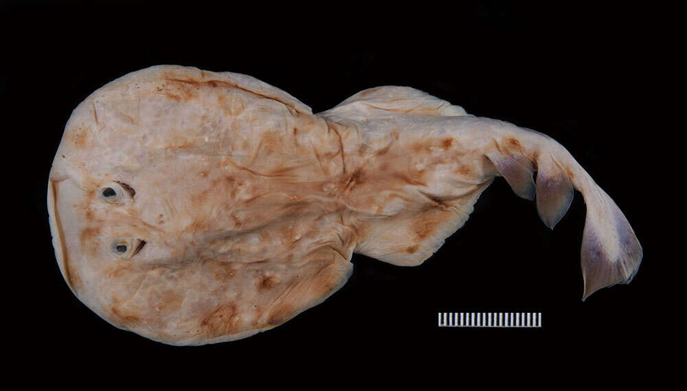 Image of Variegated Electric Ray