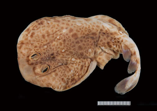 Image of Variegated Electric Ray