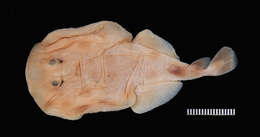 Image of Variegated Electric Ray