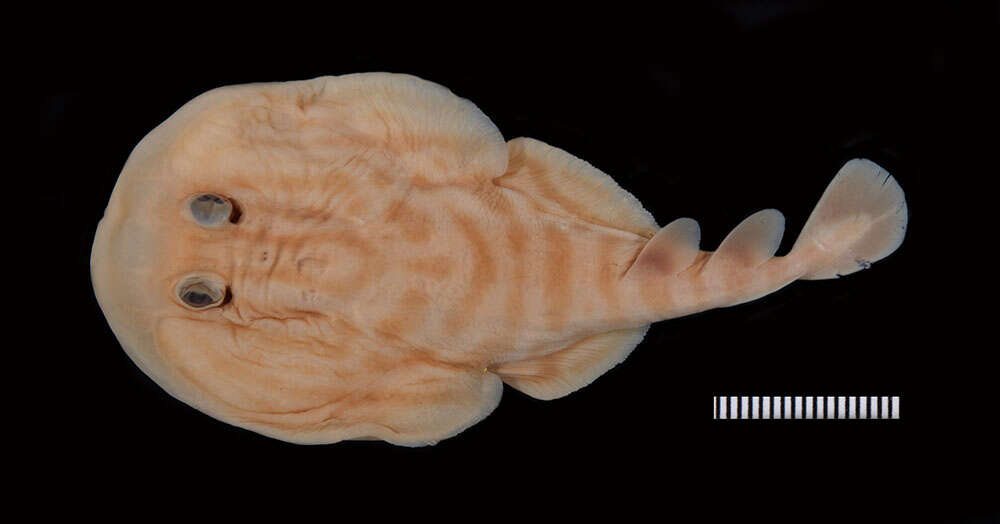 Image of Venezuelan dwarf numbfish