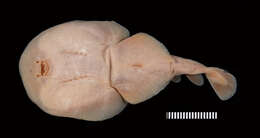 Image of Venezuelan dwarf numbfish