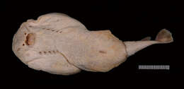 Image of Variegated Electric Ray