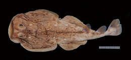Image of Variegated Electric Ray