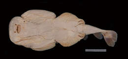 Image of Variegated Electric Ray