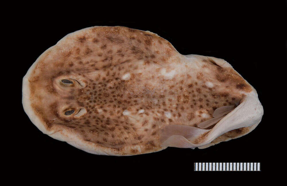 Image of Variegated Electric Ray