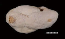 Image of Variegated Electric Ray