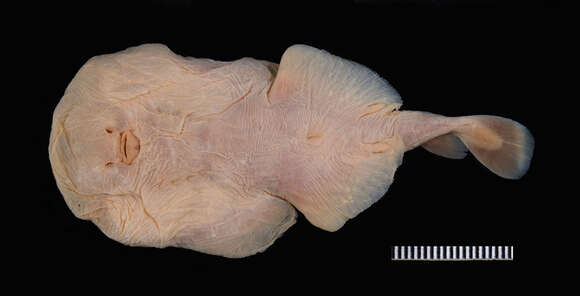 Image of Variegated Electric Ray