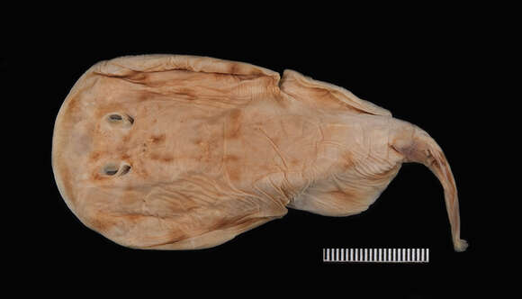 Image of Variegated Electric Ray