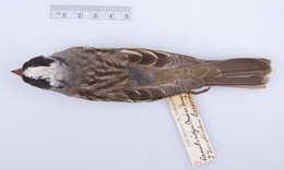 Image of White-crowned Sparrow