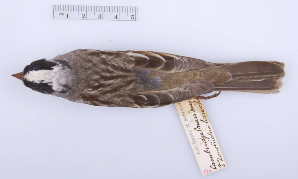 Image of White-crowned Sparrow