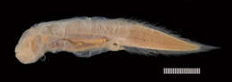 Image of Barathronus unicolor Nielsen 1984