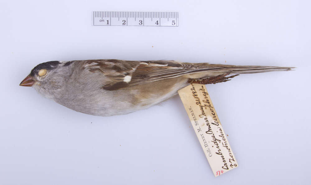 Image of White-crowned Sparrow