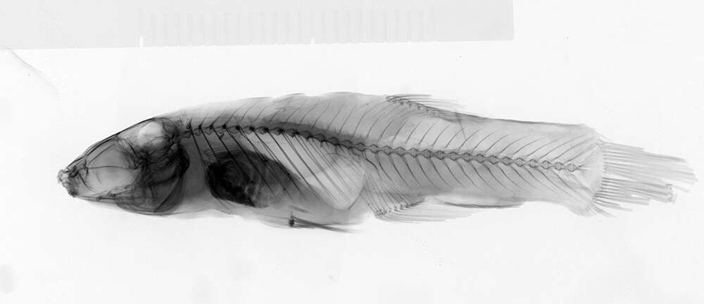 Image of Toothy Topminnow