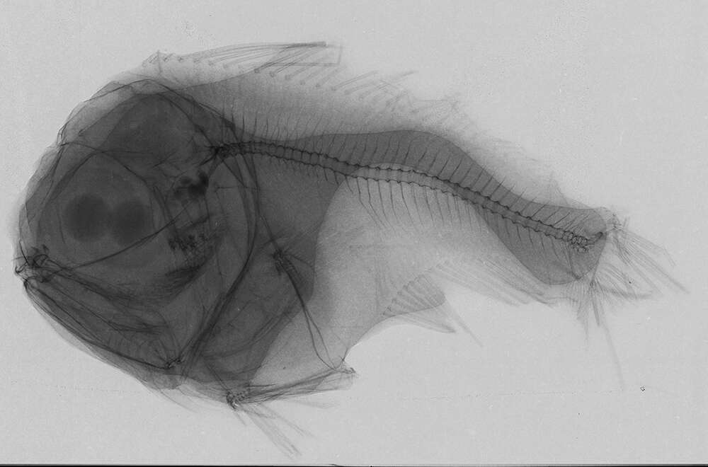 Image of ray-finned fishes