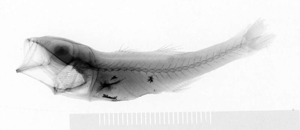 Image of Brinkmannella elongata Parr 1933