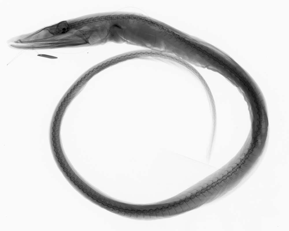 Image of Gray's Cutthroat