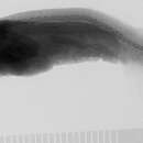 Image of Ataxolepis apus Myers & Freihofer 1966