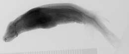 Image of Ataxolepis apus Myers & Freihofer 1966