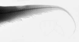 Image de Coryphaenoides mediterraneus (Giglioli 1893)